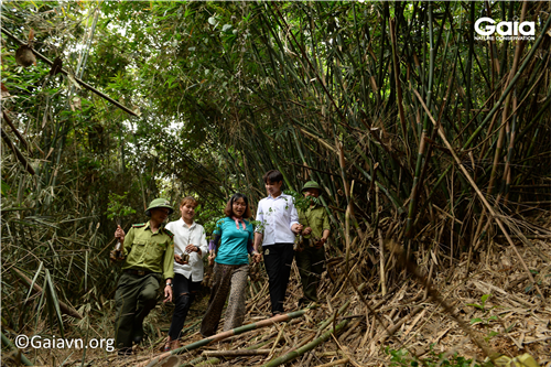 Phục hồi rừng tre nứa nghèo kiệt thành rừng nhiệt đới!