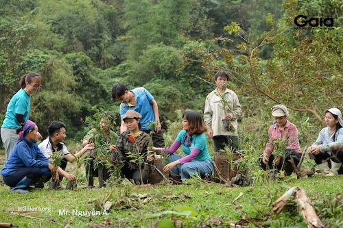 Người dân địa phương khẩn trương trồng rừng