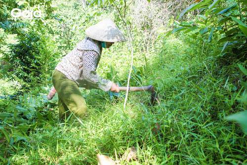 Một người dân đang tập trung đào hố trồng cây