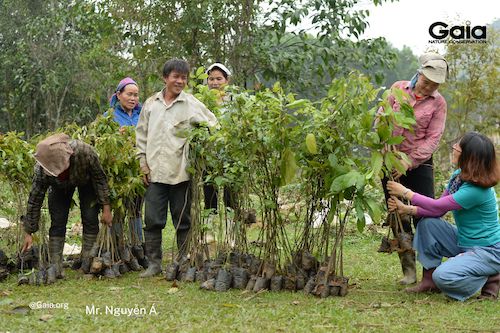 Chọn lọc cây giống để đảm bảo chất lượng trồng rừng