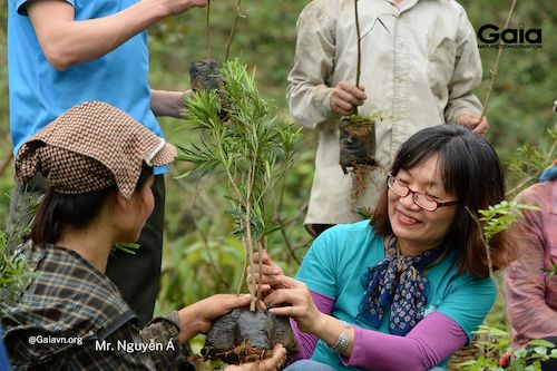 Cây thông tre và Tùng la hán được chọn trồng trong rừng Xuân Liên 