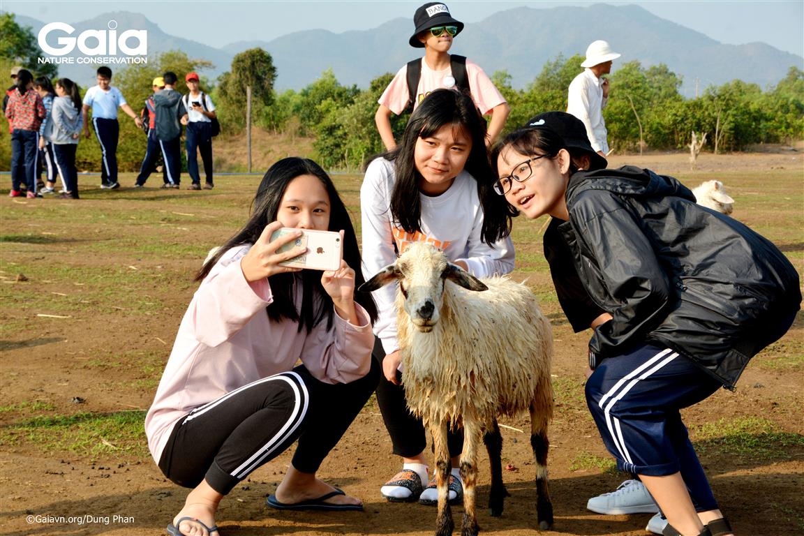 Học sinh chụp ảnh với cừu.