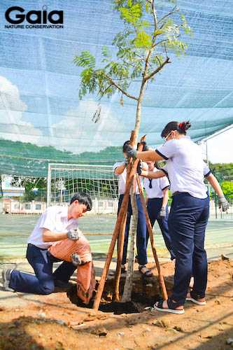 Các bạn học sinh háo hức trồng cây