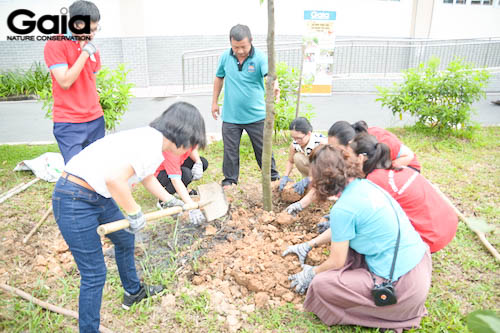 Giám đốc Gaia cùng trồng cây với các bạn học sinh