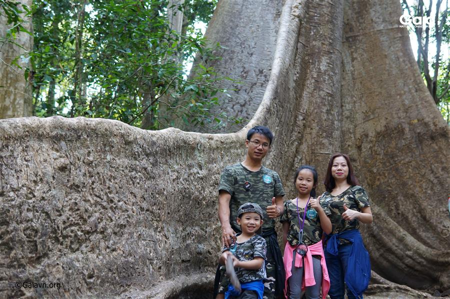 Gia đình chụp ảnh dưới gốc cây tung cổ thụ. 