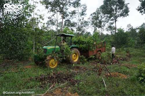 Xe chở cây giống đã đến khu vực trồng tại Rừng Đồng Nai