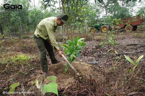 Các cán bộ Kiểm lâm thuộc Khu Bảo tồn Thiên nhiên Văn hóa Đồng Nai đang cùng nhau tiến hành trồng cây