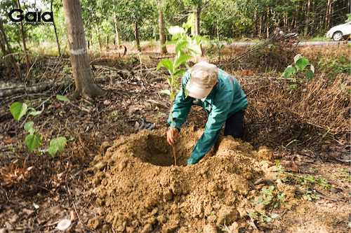 Cây xanh chính thức được chính thức trồng tại khu rừng Đồng Nai mang theo tình yêu thương và sự hi vọng
