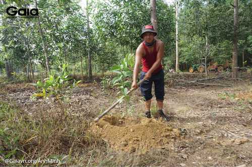 Người dân địa phương tiến hành trồng rừng Đồng Nai