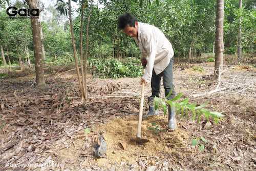 Người dân địa phương tiến hành trồng rừng Đồng Nai