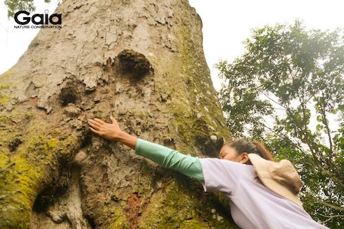Hoa hậu H'Hen Niê xúc động bên cây Lim ngàn năm tại Vườn Quốc gia Bến En