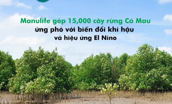 MANULIFE GÂY TRỒNG 15.000 CÂY RỪNG CÀ MAU ỨNG PHÓ VỚI BIẾN ĐỔI KHÍ HẬU VÀ HIỆN TƯỢNG EL NINO 