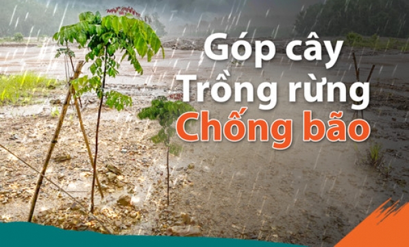 TRỒNG RỪNG PHONG ĐIỀN - ĐỢT 4