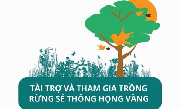 TRỒNG RỪNG SẺ THÔNG HỌNG VÀNG