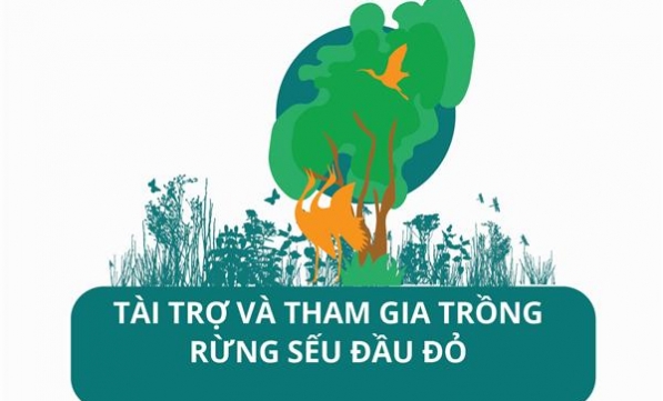 TRỒNG RỪNG SẾU ĐẦU ĐỎ